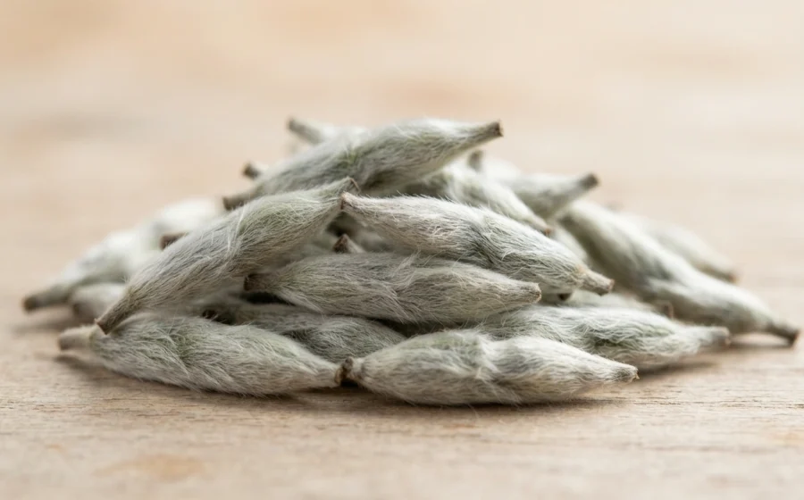 What Is White Tea? A Beginner's Guide To Chinese White Tea