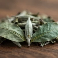 White Peony Tea Guide: Discover China's Most Balanced White Tea