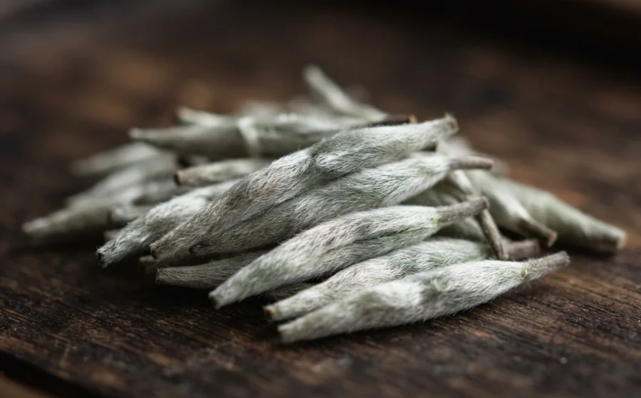 Silver Needle Tea Guide: A Complete Introduction To Bai Hao Yinzhen